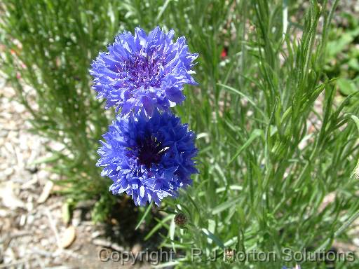 Cornflower blue_2 